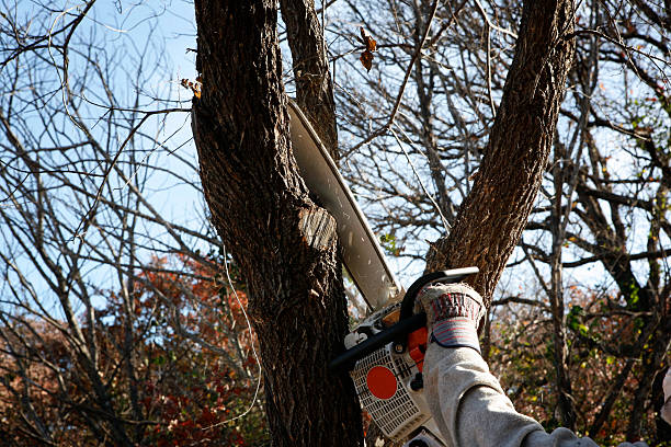 Best Tree Risk Assessment  in Asheville, NC